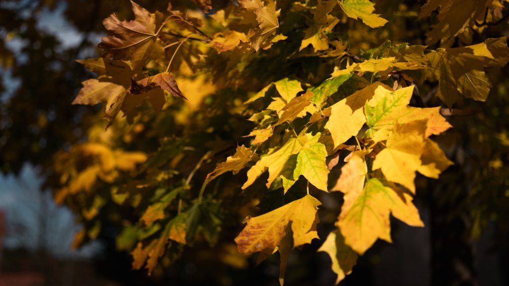 Ezért nagyon rossz ötlet az őszi levél égetése