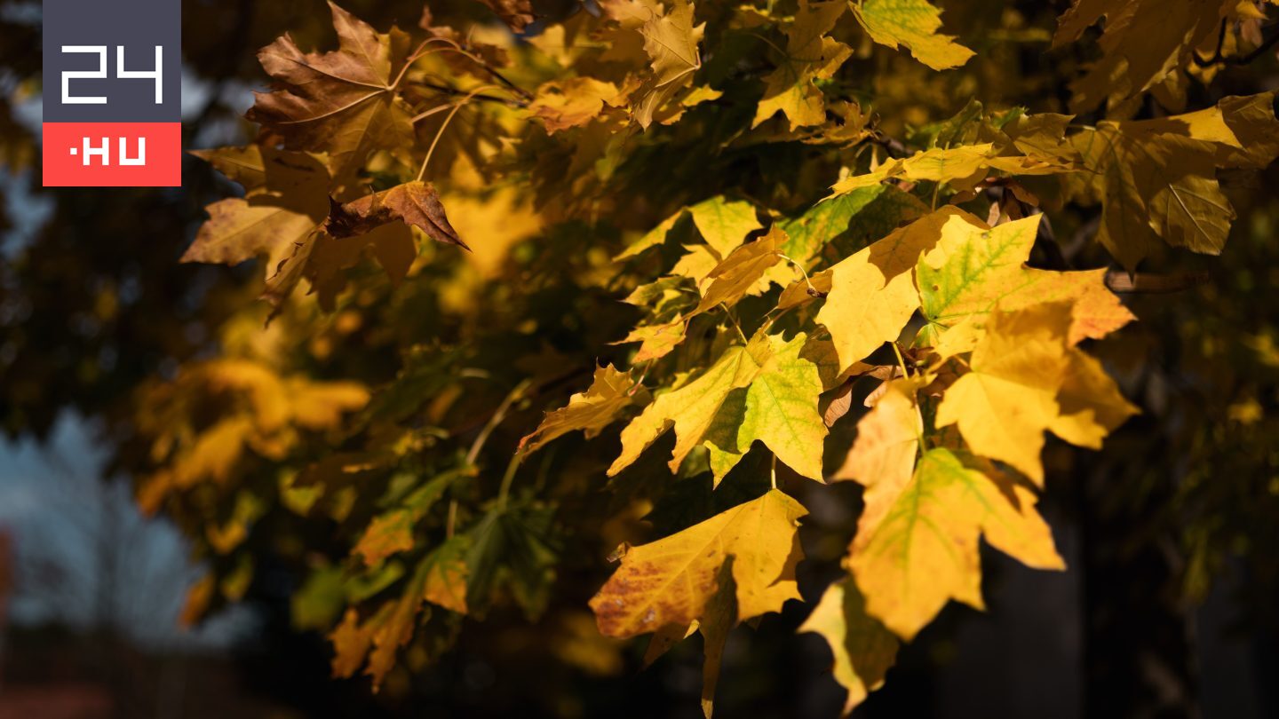 Ezért nagyon rossz ötlet az őszi levél égetése