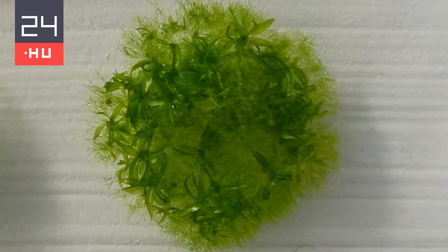 Kilenc hónapot töltött az űrben, mégis túlélte ez a növény