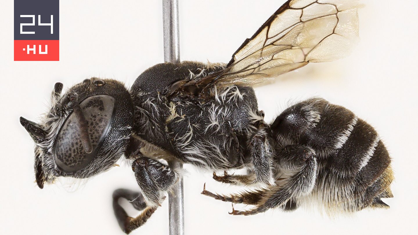 Lucifer-méh: ördögi új rovarfajt fedeztek fel