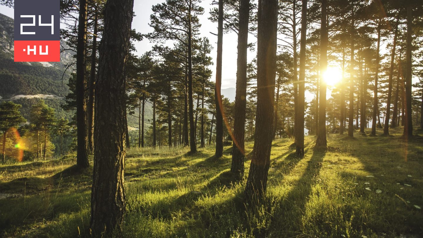 Az erdő fehér szelleme: példátlan fotó készült a ritka állatról