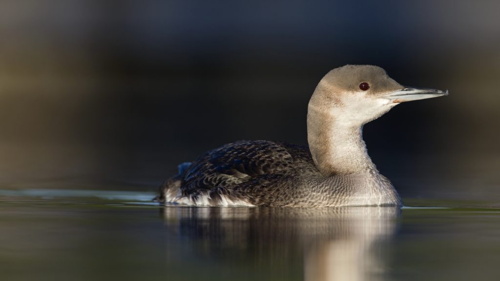 Ritka madárfajt sikerült megmenteni Pest vármegyében