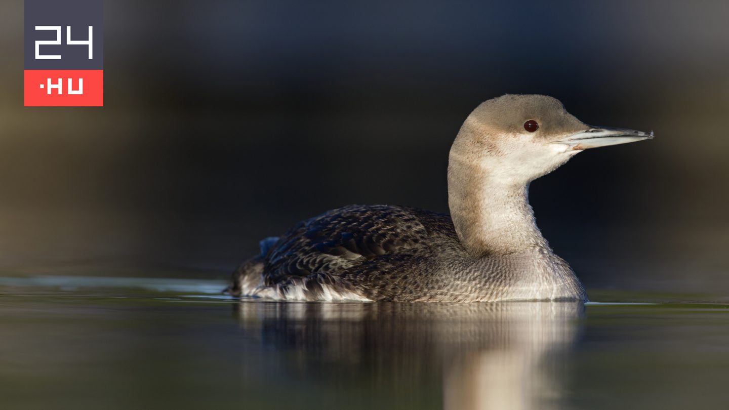 Ritka madárfajt sikerült megmenteni Pest vármegyében