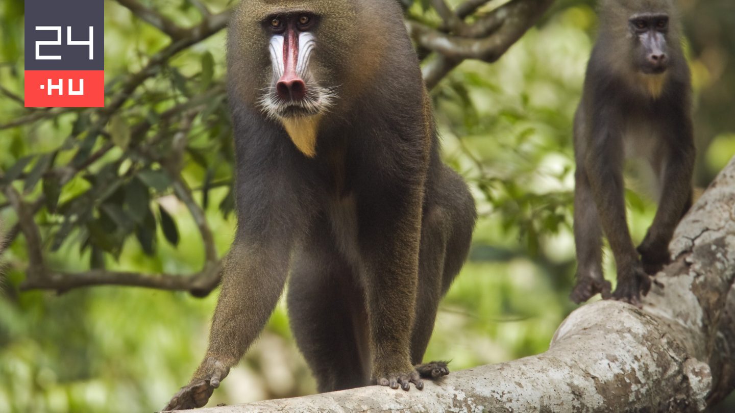 Veszélyes, többszázas majomhordák járják ezeket az erdőket