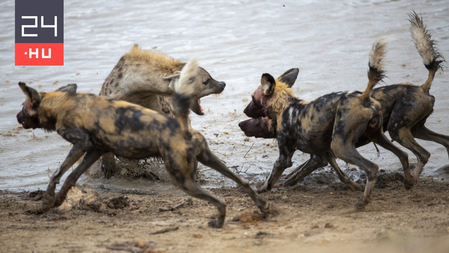 Oroszlán mentett meg egy hiénát a vadkutyáktól