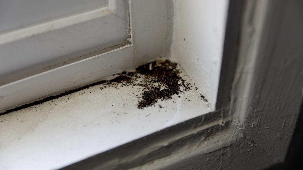 Ezt tegye, ha penész jelent meg az otthonában télen