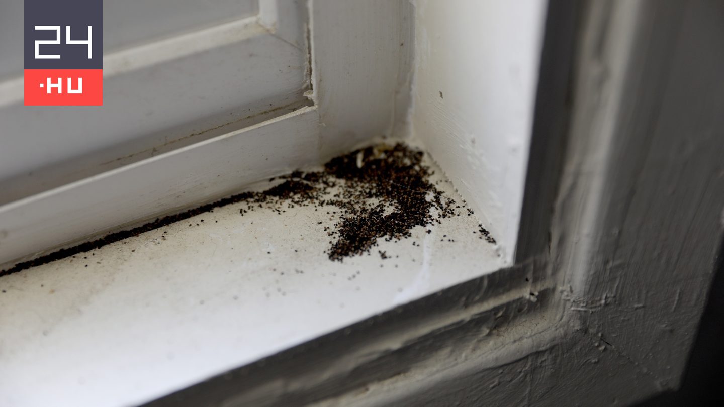 Ezt tegye, ha penész jelent meg az otthonában télen
