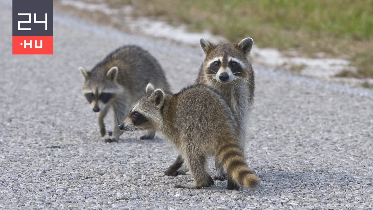 Elkezdtek háziasodni a mosómedvék