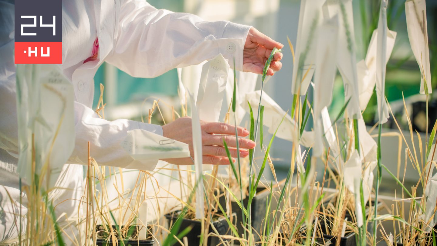 Új, szárazságtűrő búzát hoztak létre magyar kutatók