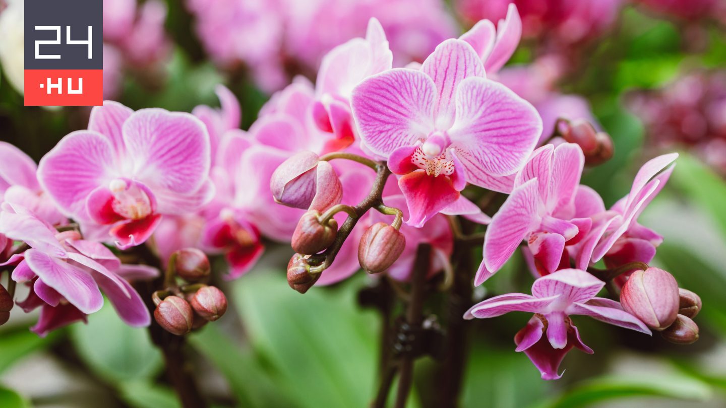 Ezt ne tedd az orchideával, mert biztosan elpusztul