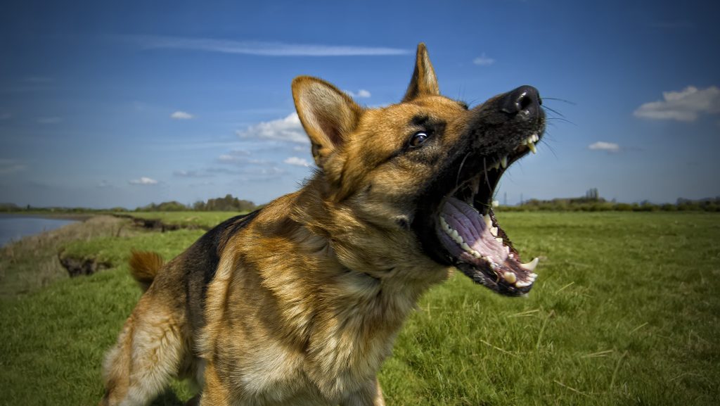 Több műtéten is átesett a járókelő, akire rátámadt egy kutya Sályban