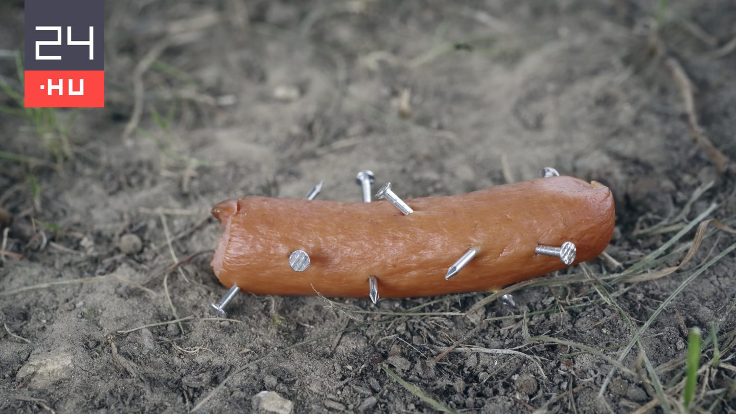 Bosszúból fémcsavarokkal töltött virsliket adtak a volt üzlettárs kutyáinak