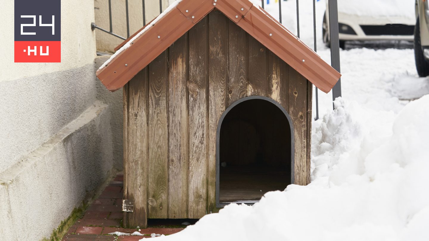 Meghálálja a kutyád, ha ezt teszed a háza aljára télen