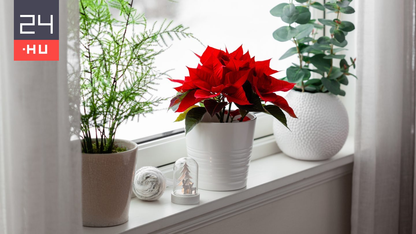 Mikulásvirág: ide tegyük, hogy január végéig pompázzon