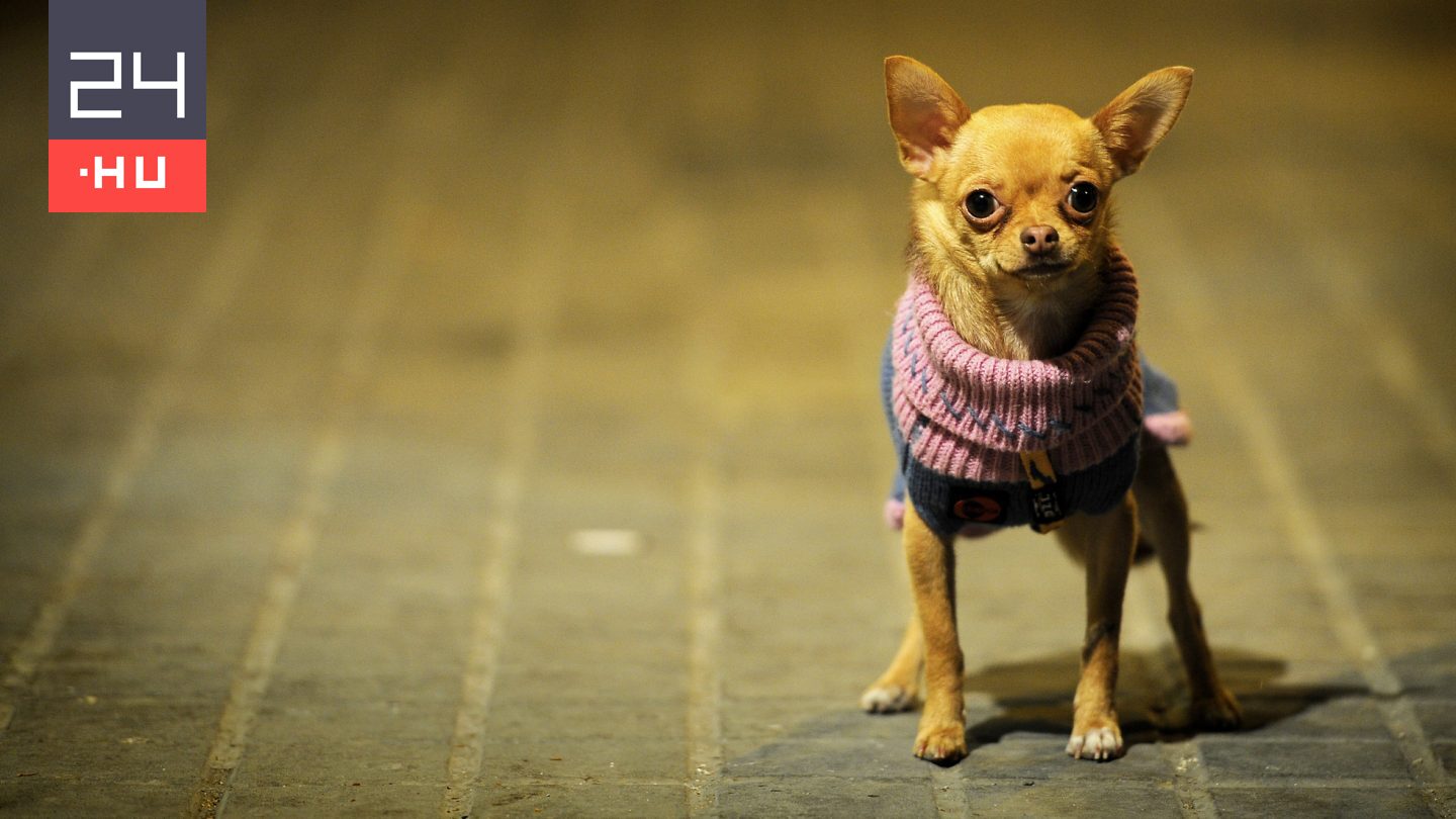 Ezek a kutyafajták a leginkább farkasok