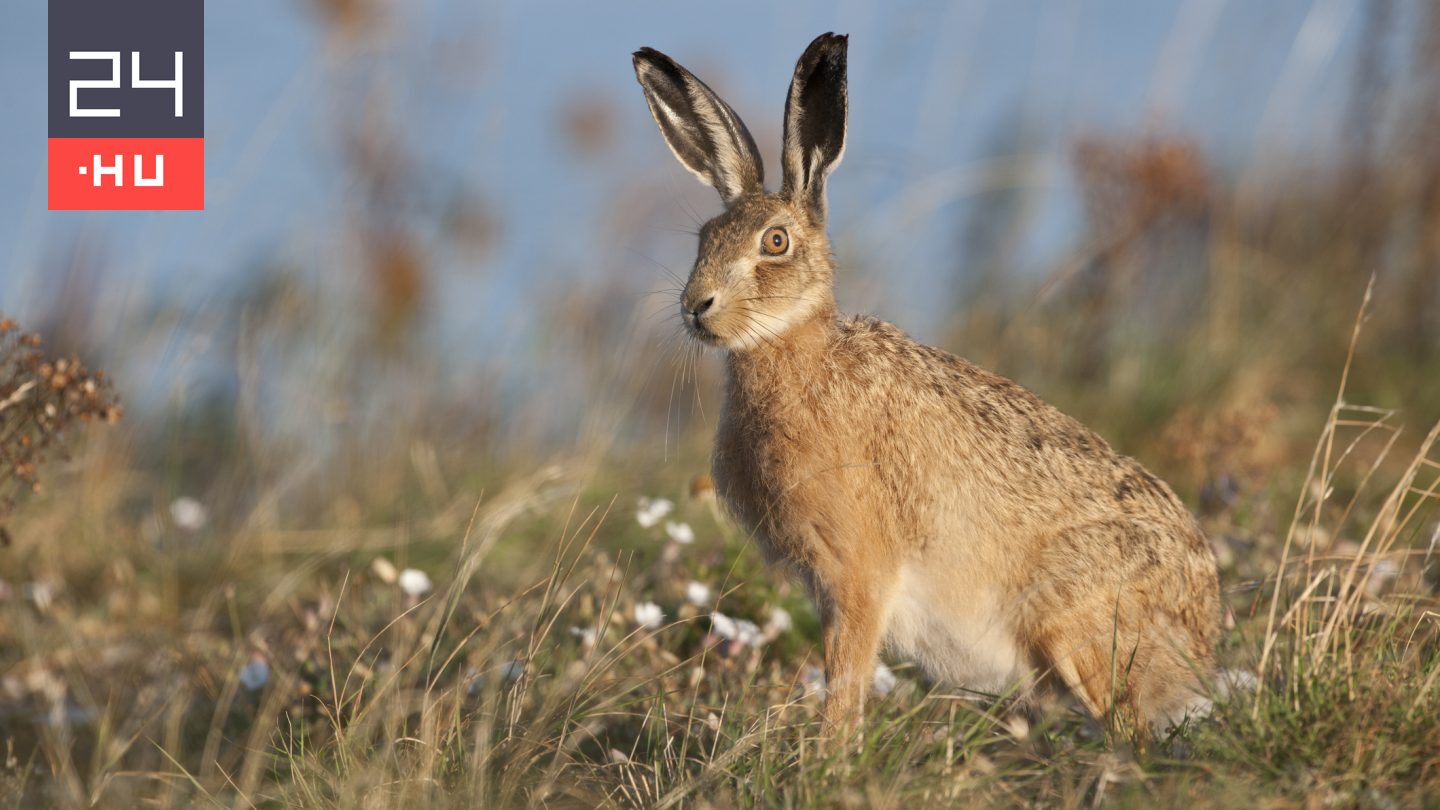 Nyulakat támadó új vírust azonosítottak Magyarországon