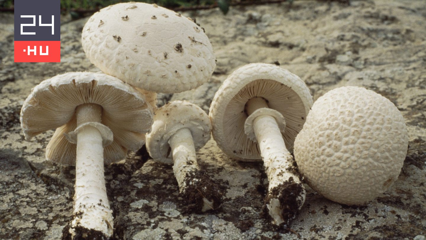 Különleges, pikkelyes gombák bújtak elő a Maros árterében