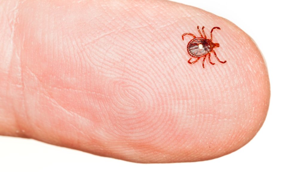 Kullancscsípés okozott halálos húsallergiát