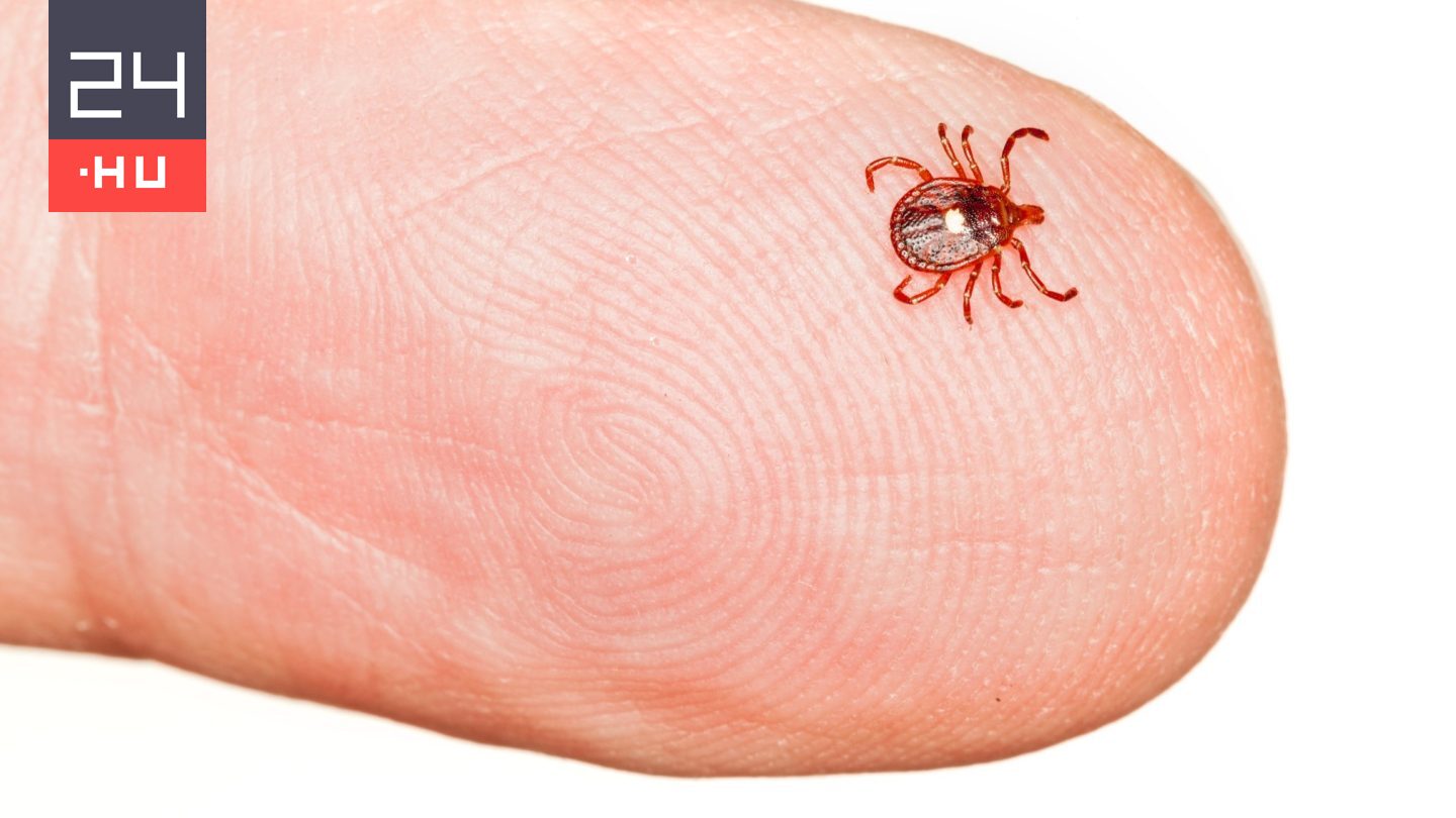 Kullancscsípés okozott halálos húsallergiát