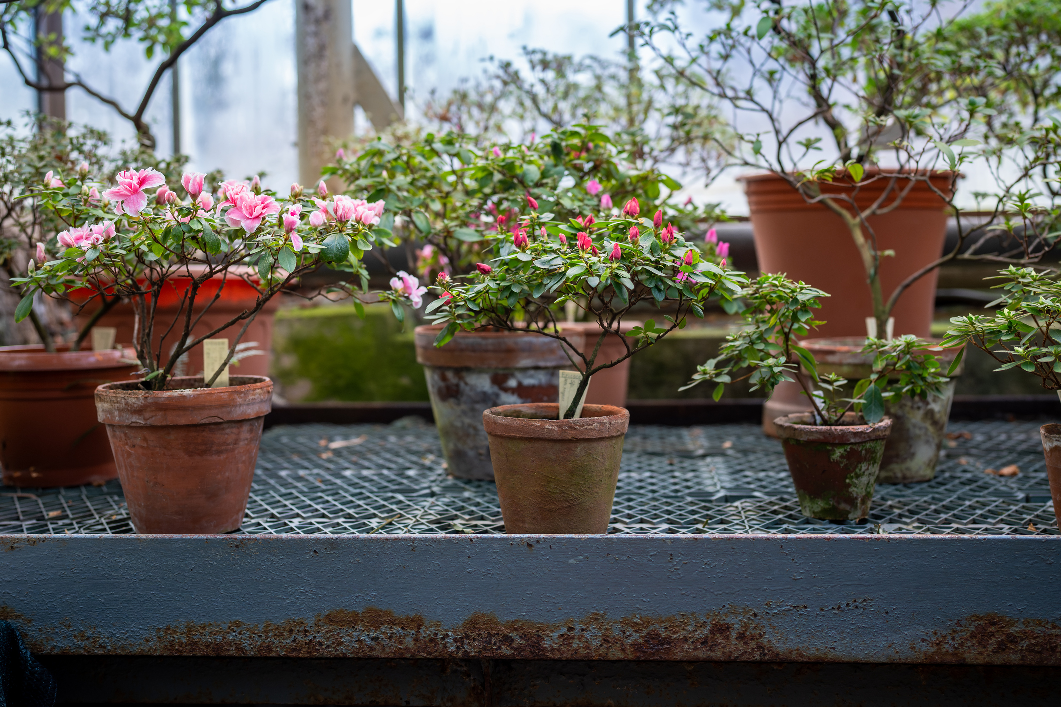 Össze kell-e gereblyézni a leveleket, és melyik virágot érdemes elrakni télire: kertészmérnök válaszolt 1