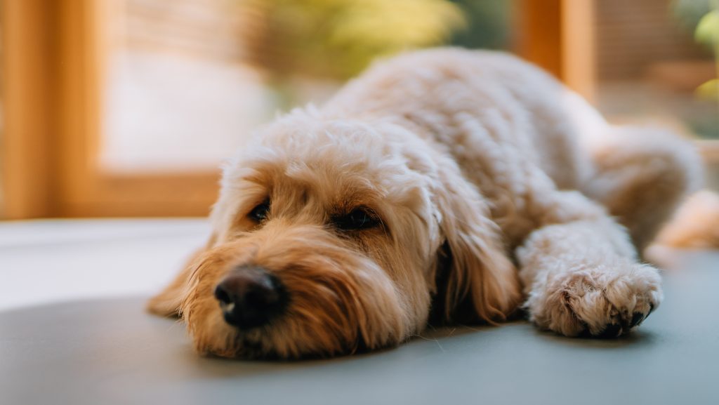 Egyre több állatot érintenek emberi betegségek