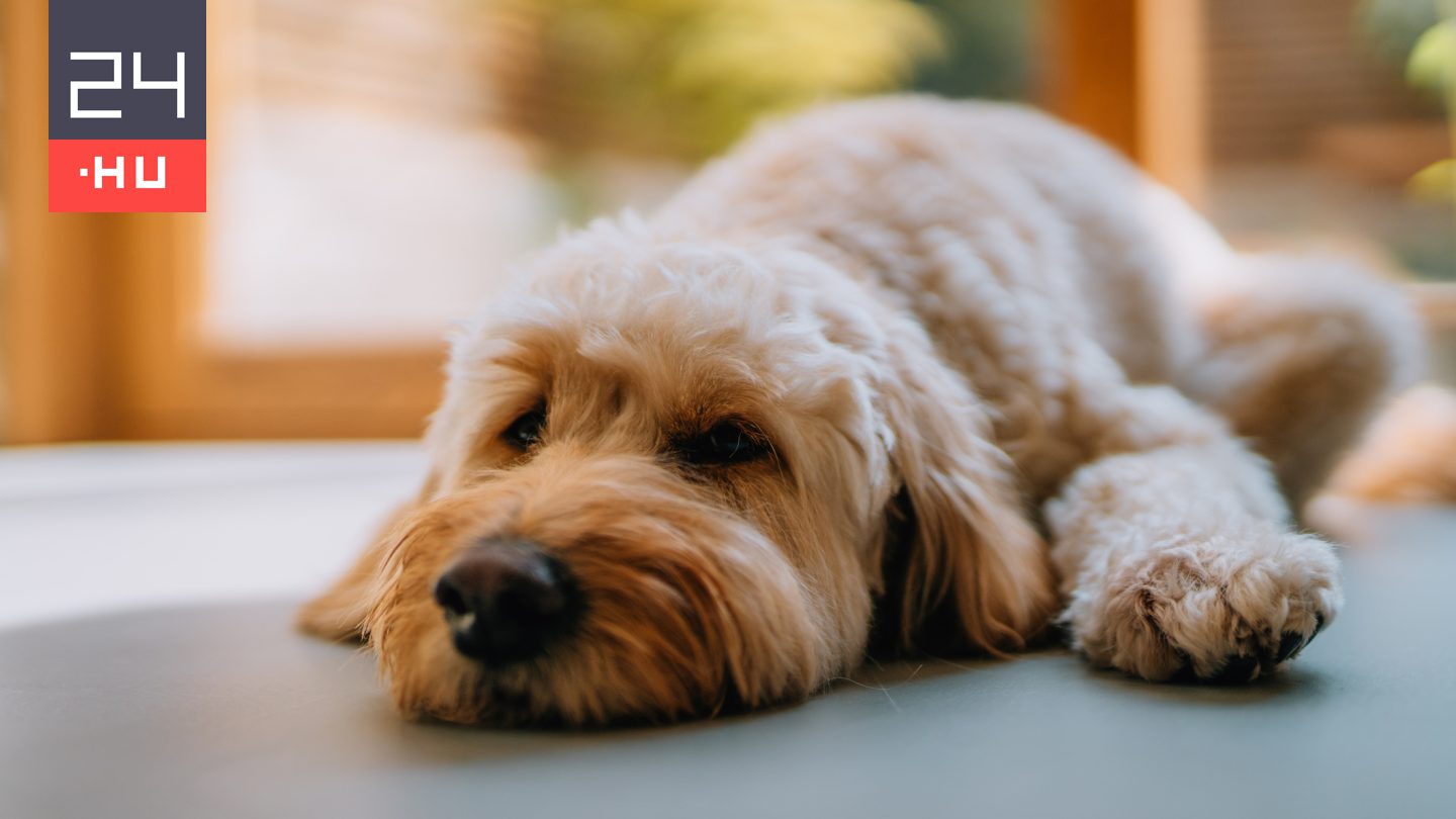 Egyre több állatot érintenek emberi betegségek