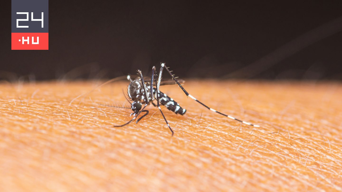 Beilleszkedett a veszélyes tigrisszúnyog a magyar élővilágba