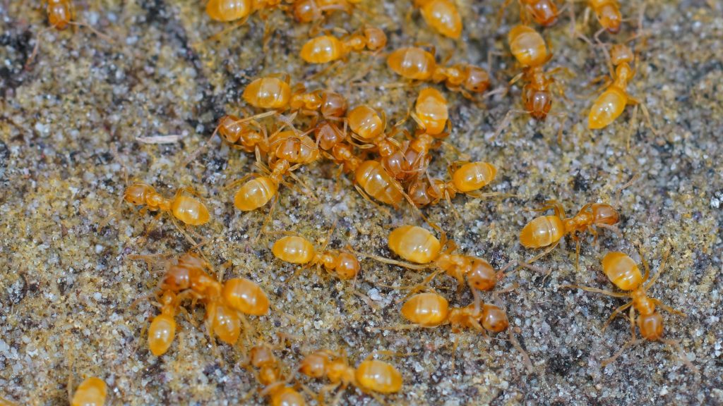 Horror a természetben: anyagyilkosságra veszik rá áldozataikat ezek a paraziták