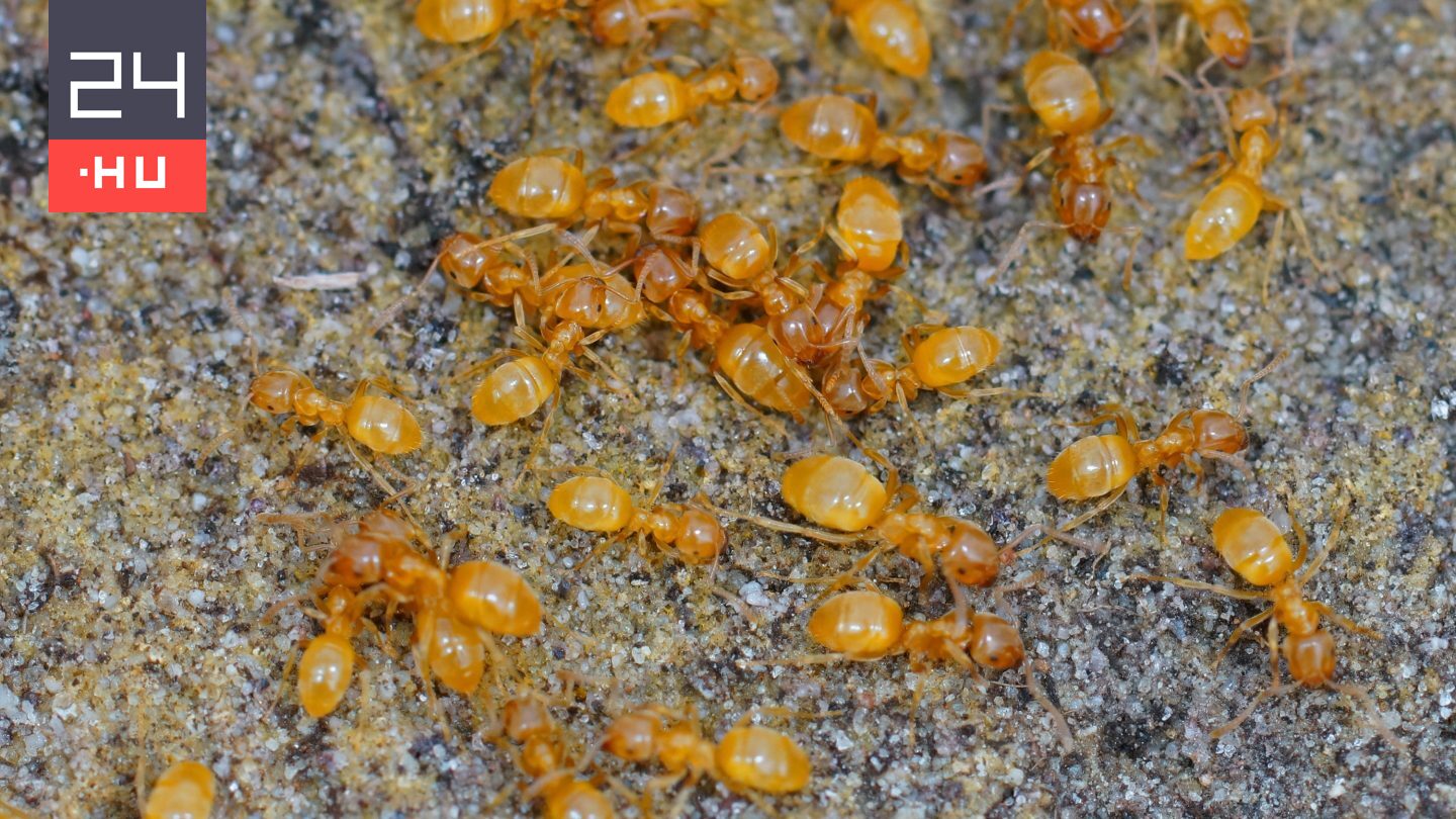 Horror a természetben: anyagyilkosságra veszik rá áldozataikat ezek a paraziták