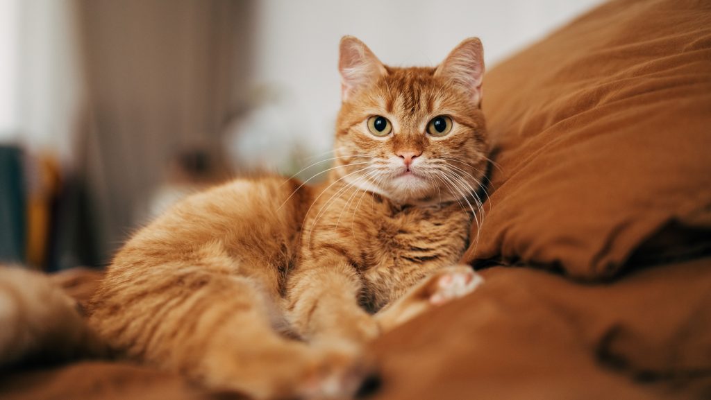 Mióta élnek macskák Európában?