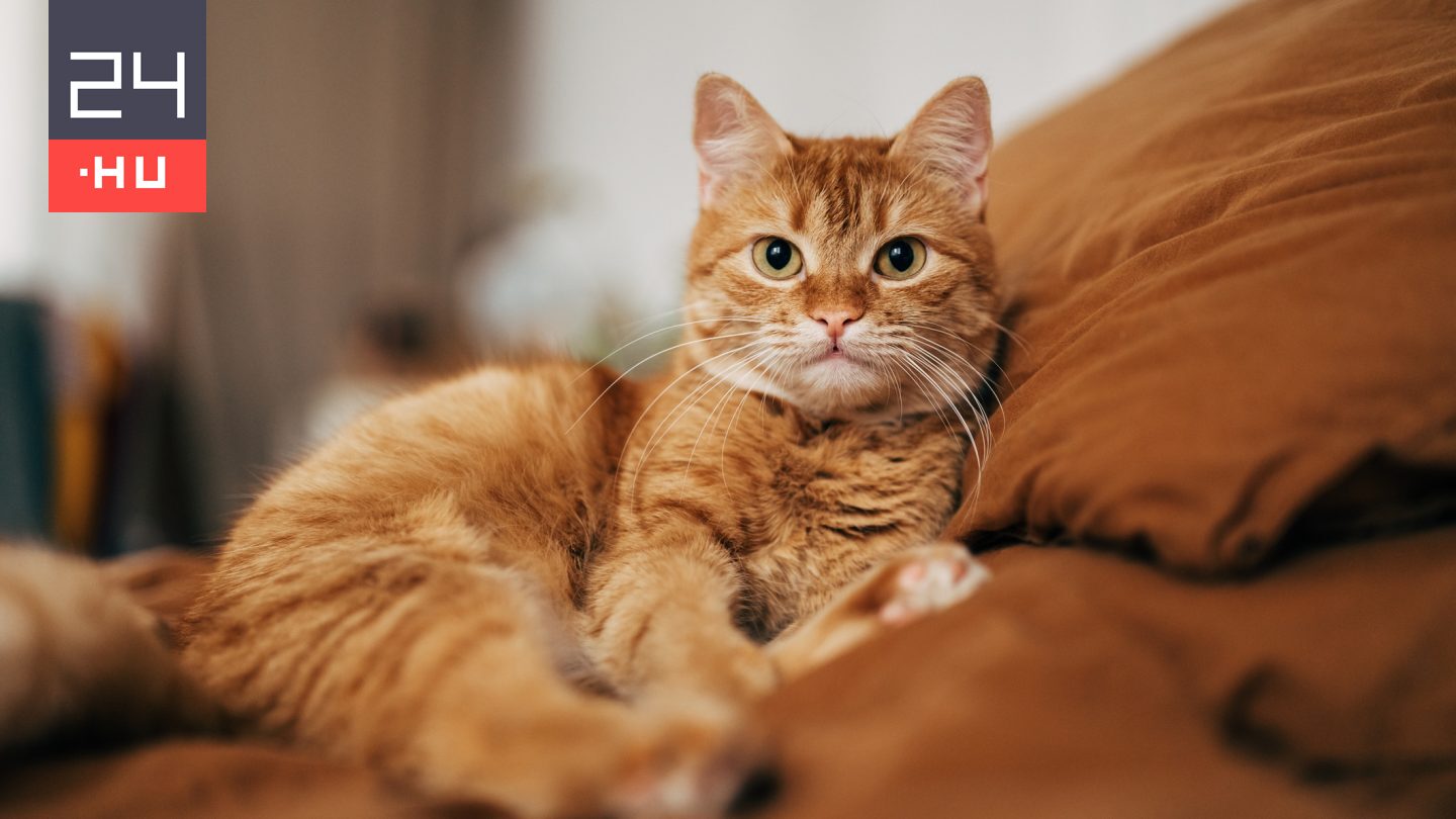 Mióta élnek macskák Európában?