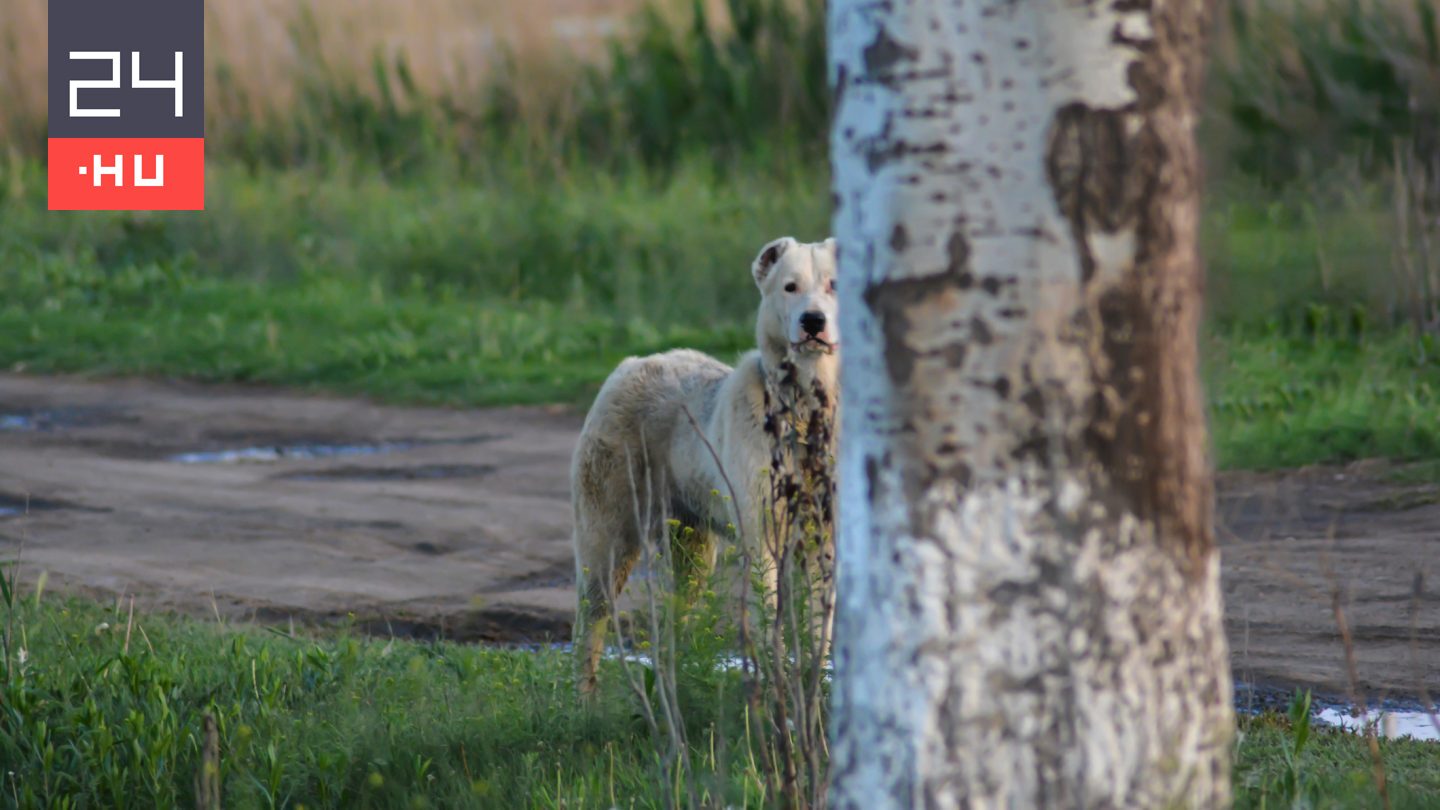 Halálra marcangolt egy kutya egy nőt Vas megyében