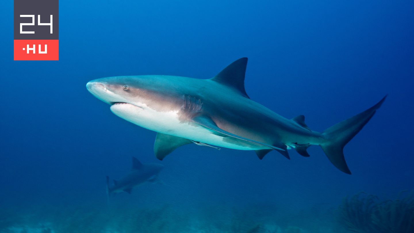 Hatalmas bikacápa támadt egy fiatal párra, egyikük meghalt