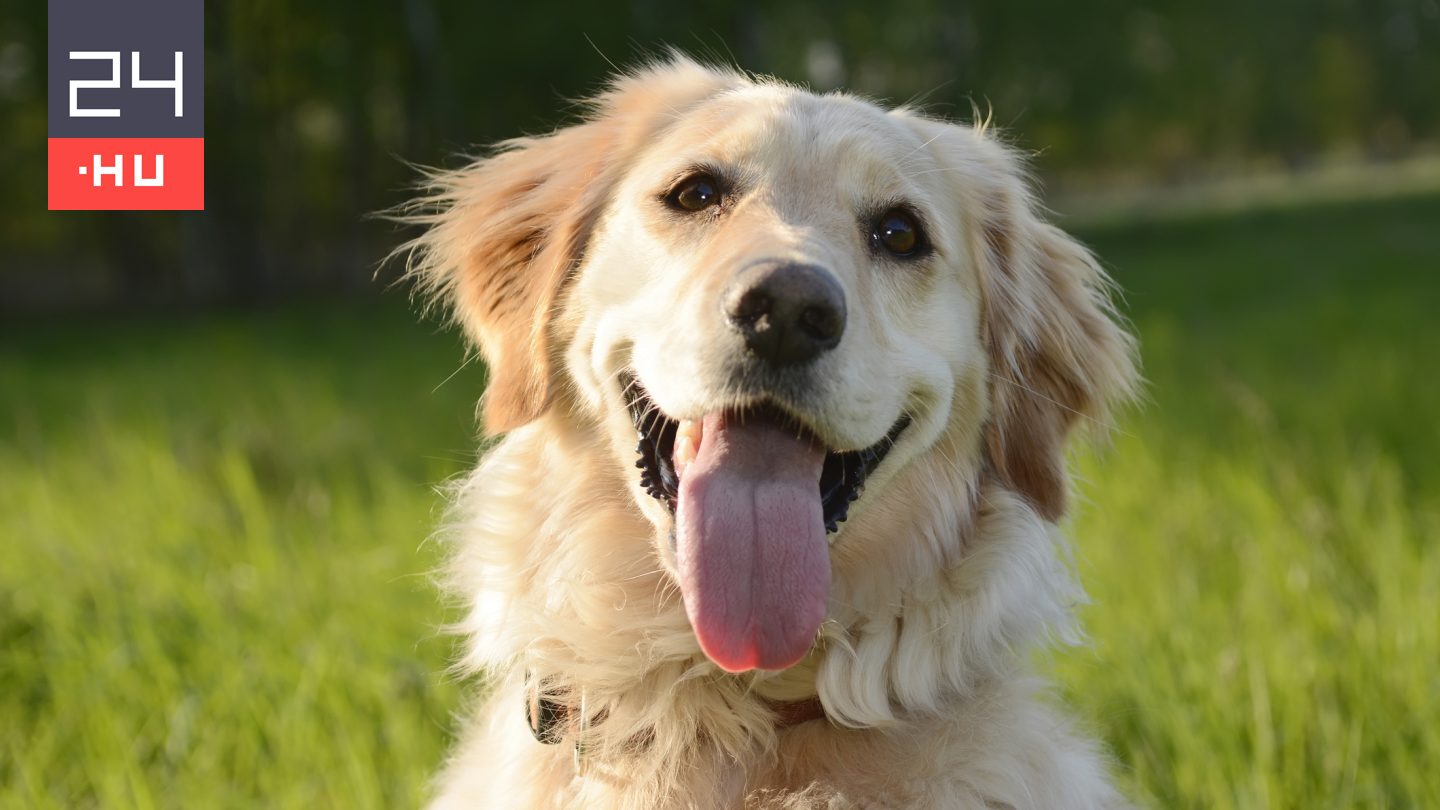 Sokkal jobban hasonlítanak ránk a kutyák, mint eddig gondoltuk