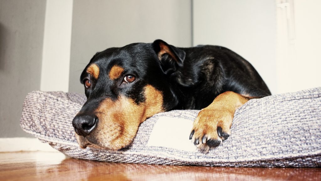 Ez történik, ha CBD-t adnak a kutyáknak