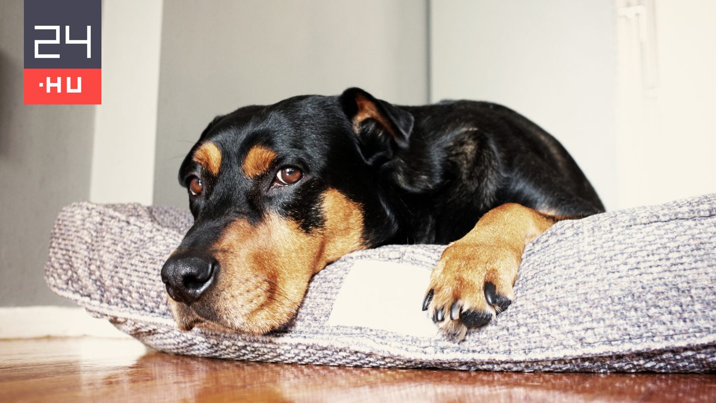 Ez történik, ha CBD-t adnak a kutyáknak