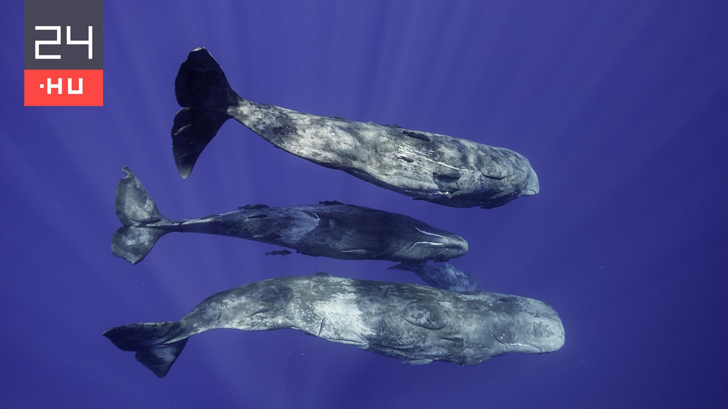 Úgy beszélgetnek ezek az állatok, mint az emberek