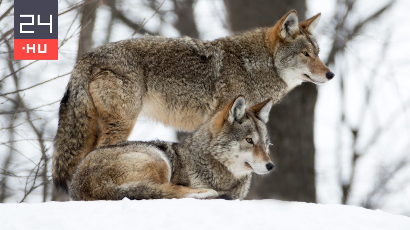 Először figyelték meg, ahogy vadon élő farkasok eszközt használnak