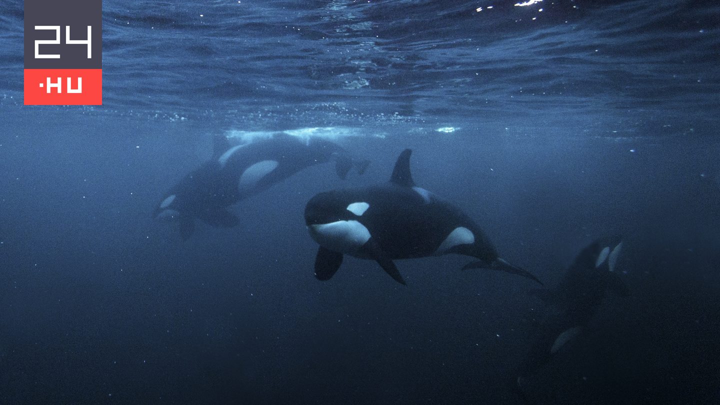 Fehér cápákat terrorizálnak a kardszárnyú delfinek