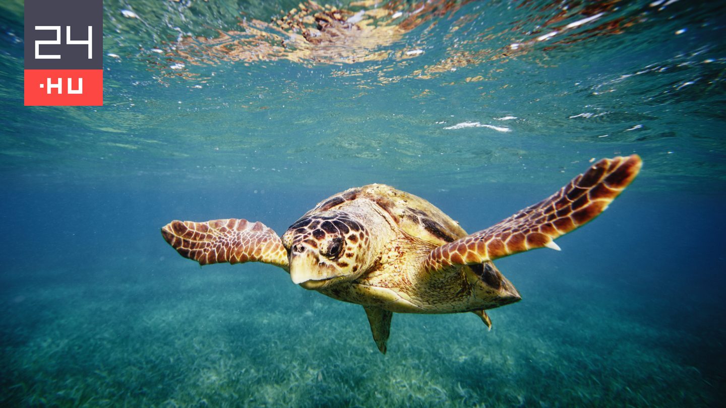 A tánc segítségével jöttek rá, hogyan tájékozódnak a vándorló teknősök