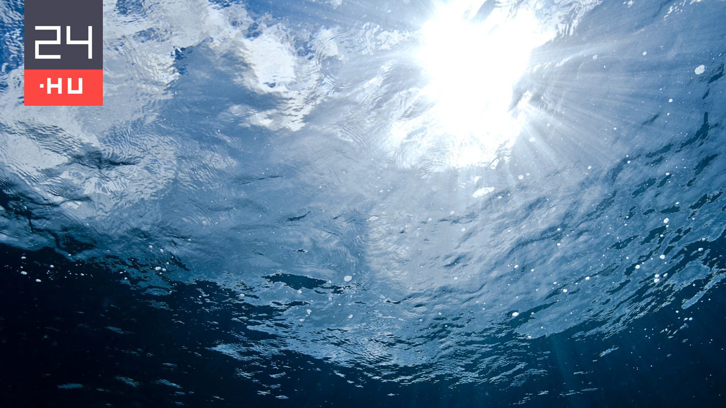 Először látták élve a ritka tengeri állatfajt