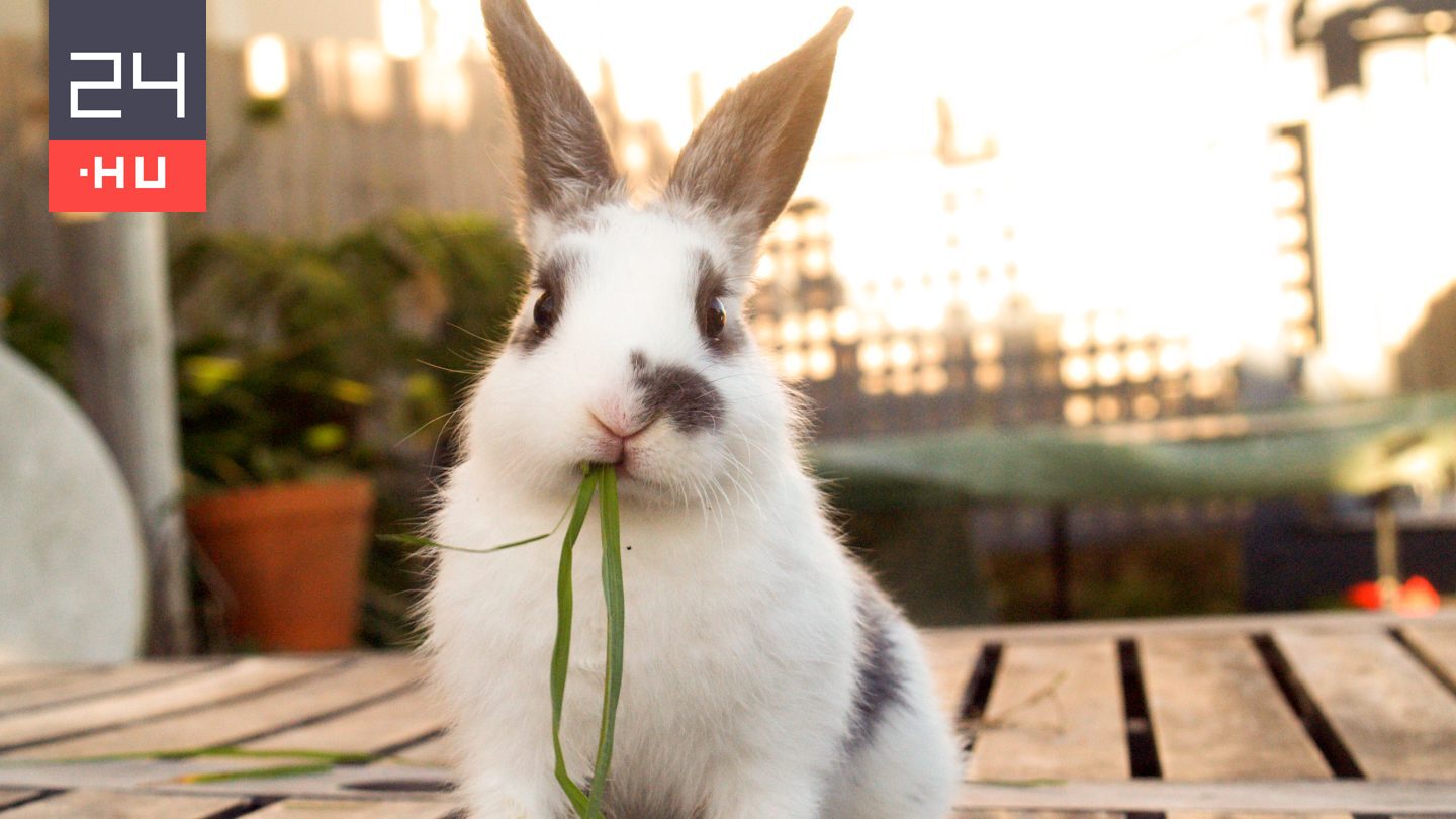 Az erkélyről hajította párja után a nyulat, a férfi akkorát rúgott bele, hogy az állat elpusztult – itt az ítélet