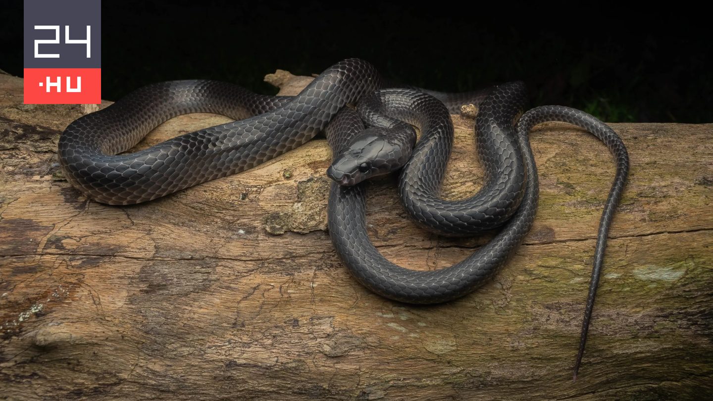 Ismeretlen farkaskígyót találtak egy szigeten