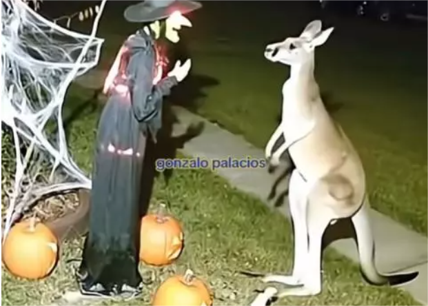 Átverés lehet a halloweeni dekorációt szétrúgó kengururól készült videó
