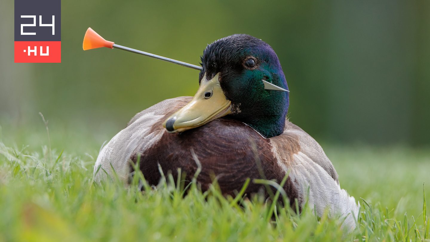 Bámulatosak lettek 2025 legjobb magyar természetfotói