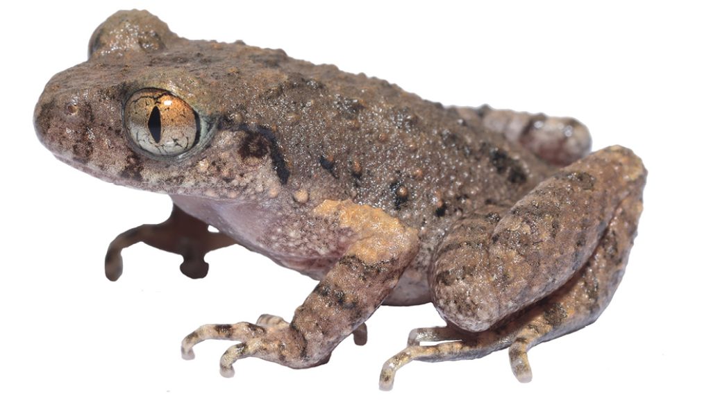 Kungfubéka: új fajt fedeztek fel kínai kutatók