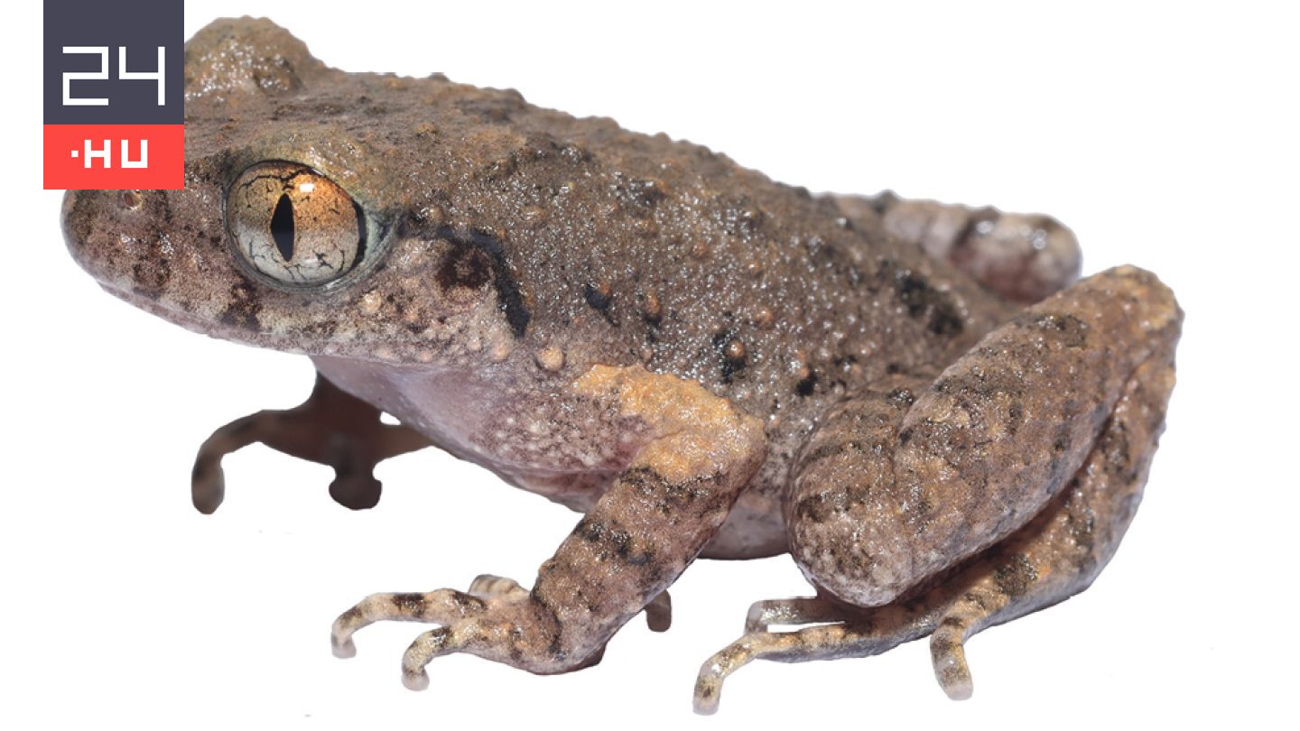 Kungfubéka: új fajt fedeztek fel kínai kutatók