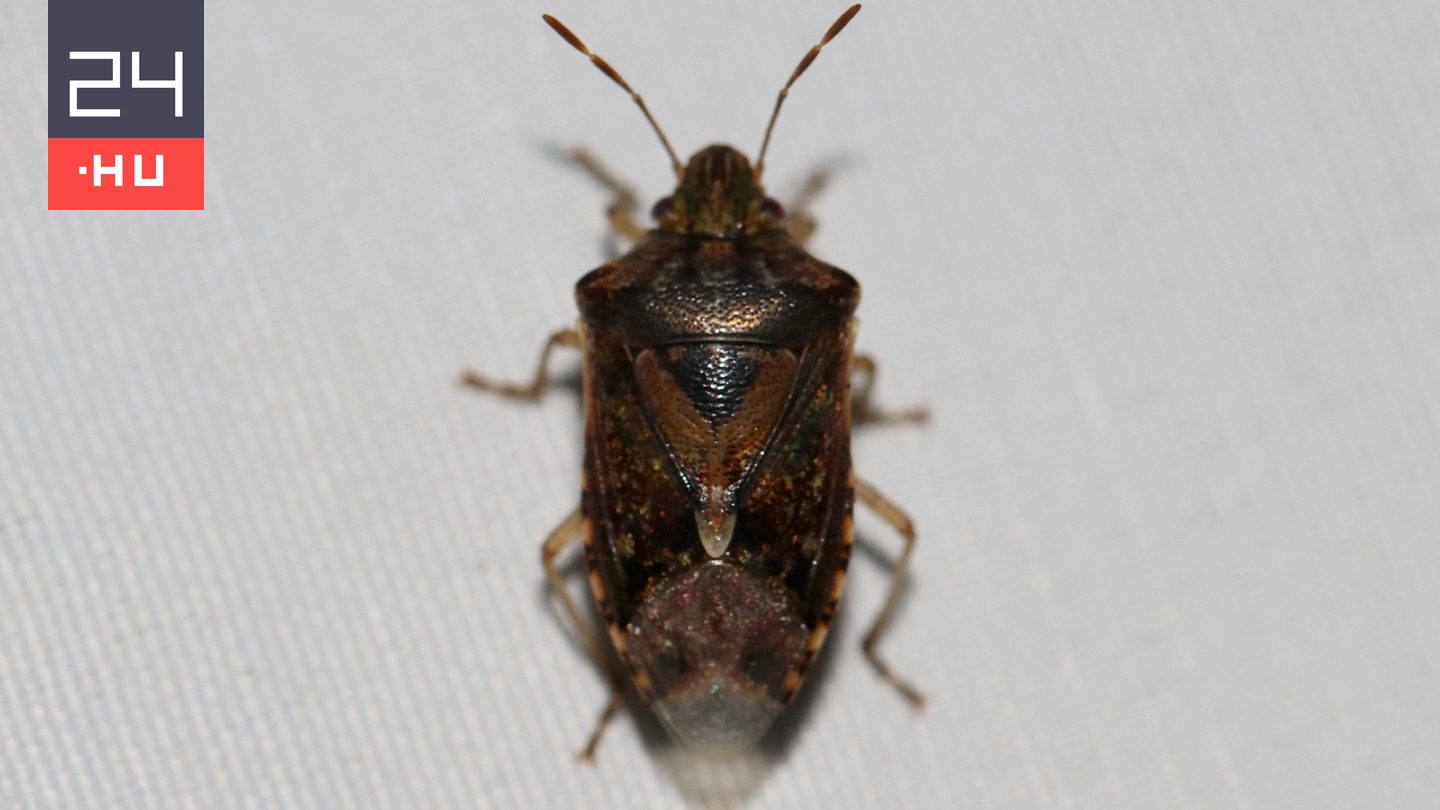 Poloskákból készít ételt és fűszert ez a népcsoport