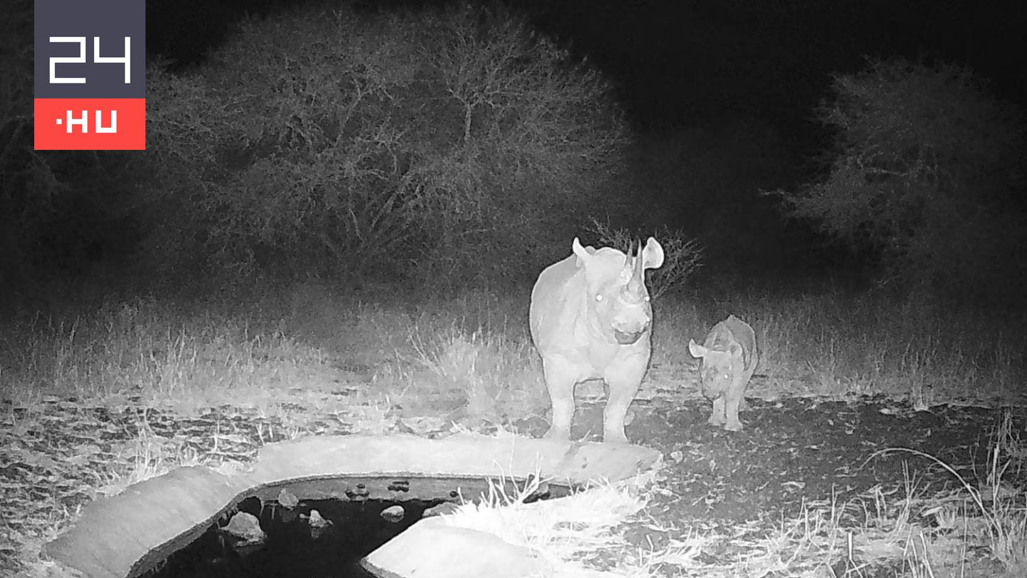 Súlyosan veszélyeztetett orrszarvú született Kenyában