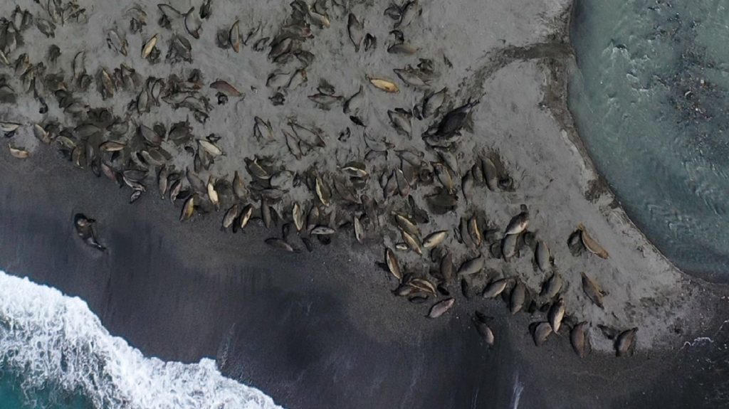 Tetemek, amíg a szem ellát: elveszett a hatalmas fókakolónia fele